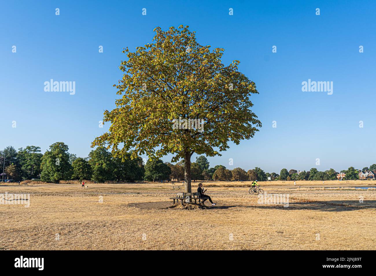 Wimbledon London, UK. 12 August 2022 . A woman sheltering under a tree on Wimbledon Common south-west London this morning.  The Met Office  has issued and a heatwave Amber weather for London and the South East of England warning as temperatures are expected to hit up to 37c this weekend and the UK Environment agency is set to officially declare drought  conditions in parts of the United Kingdom as 5.4 million people face a  hosepipe ban Credit. amer ghazzal/Alamy Live News Stock Photo