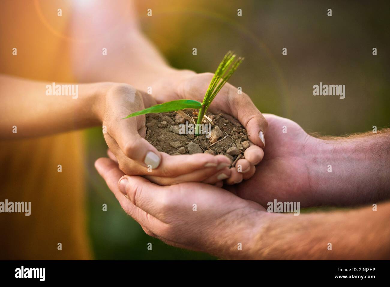 Caring people holding in hands a seed, plant and soil growth for environmental awareness conservation or sustainable development. Eco couple with Stock Photo