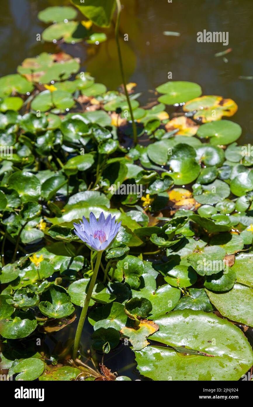 Water Lily in Pond Stock Photo