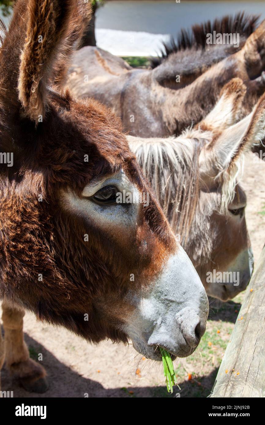 Babylonstoren at Simondium in Western Cape, South Africa - Donkeys Stock Photo