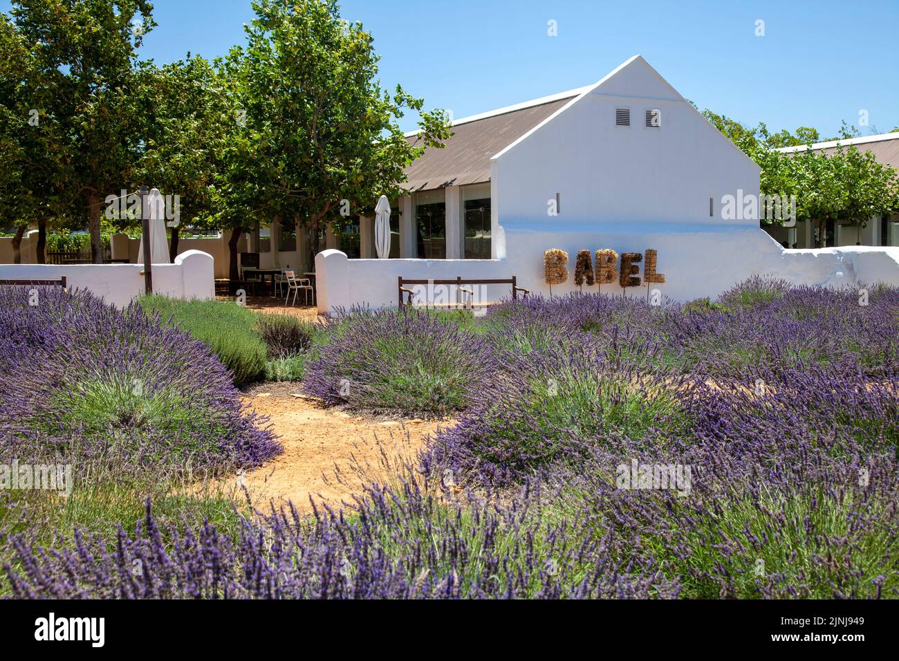 Babylonstoren Babel Restaurant and Lavender Garden  at Simondium in Western Cape, South Africa Stock Photo