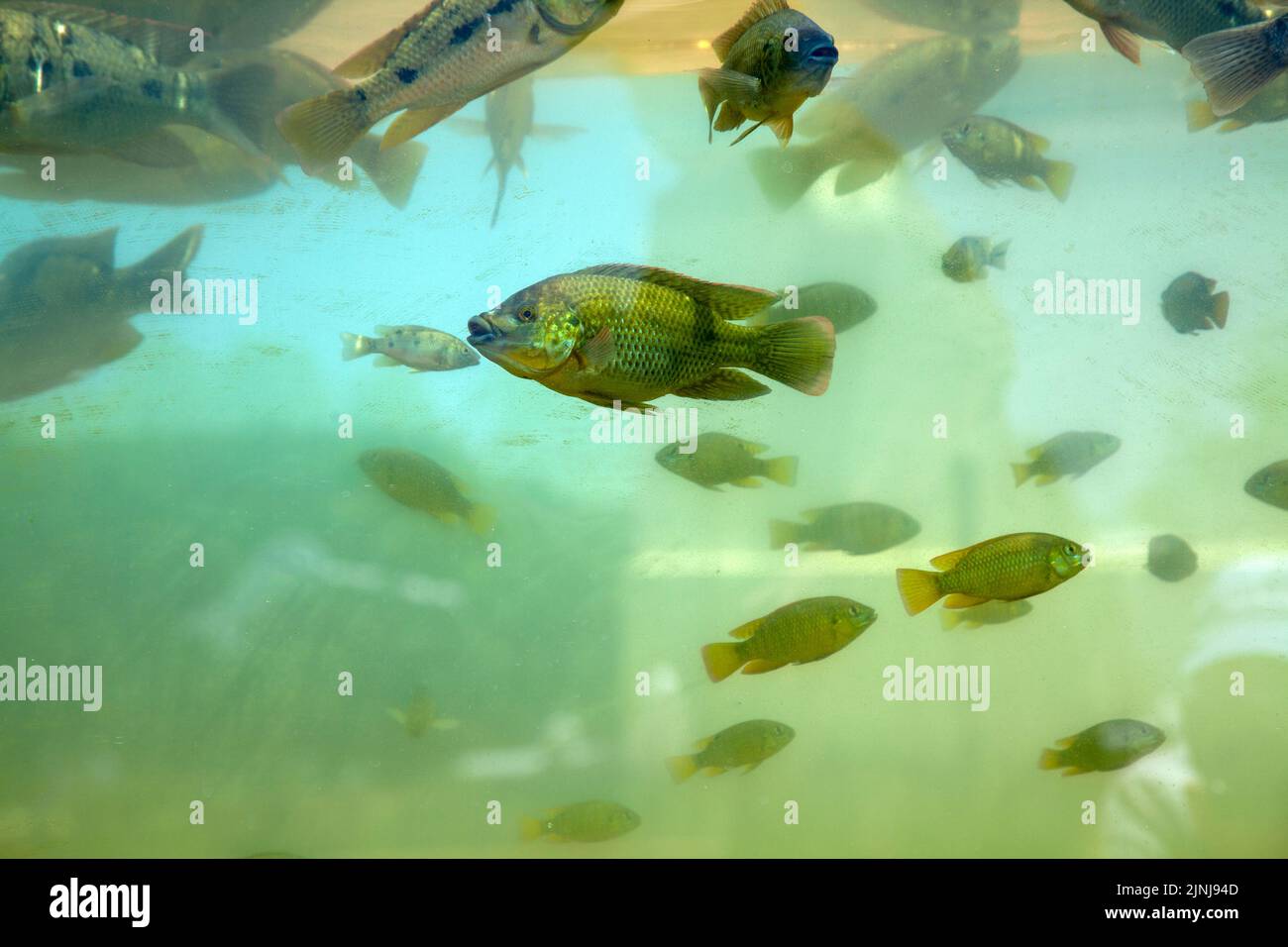 Tilapia Fish Tank System