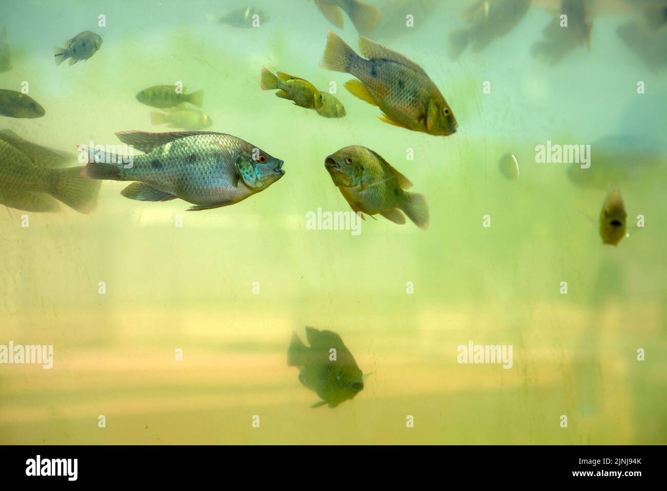 Tilapia Fish Tank System