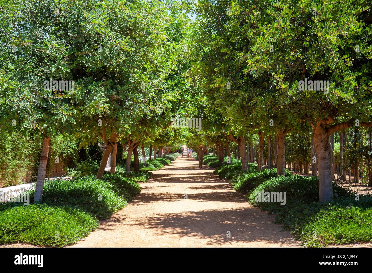 Line of Trees on Path at Babylonstoren in Simondium , Western Cape, South Africa Stock Photo