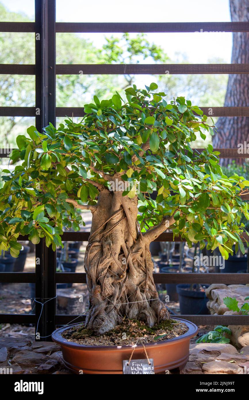 Ficus Natalensis Bonsai at Babylonstoren Garden at Simondium in Western Cape, South Africa Stock Photo