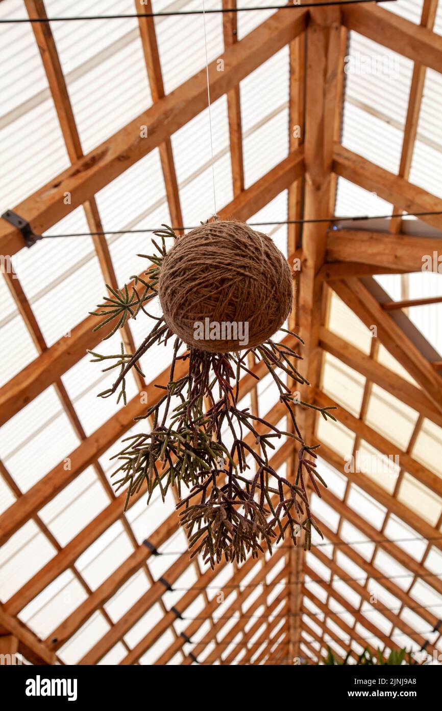 Hanging Succulents at Clivia House at Babylonstoren Garden at Simondium in Western Cape, South Africa Stock Photo