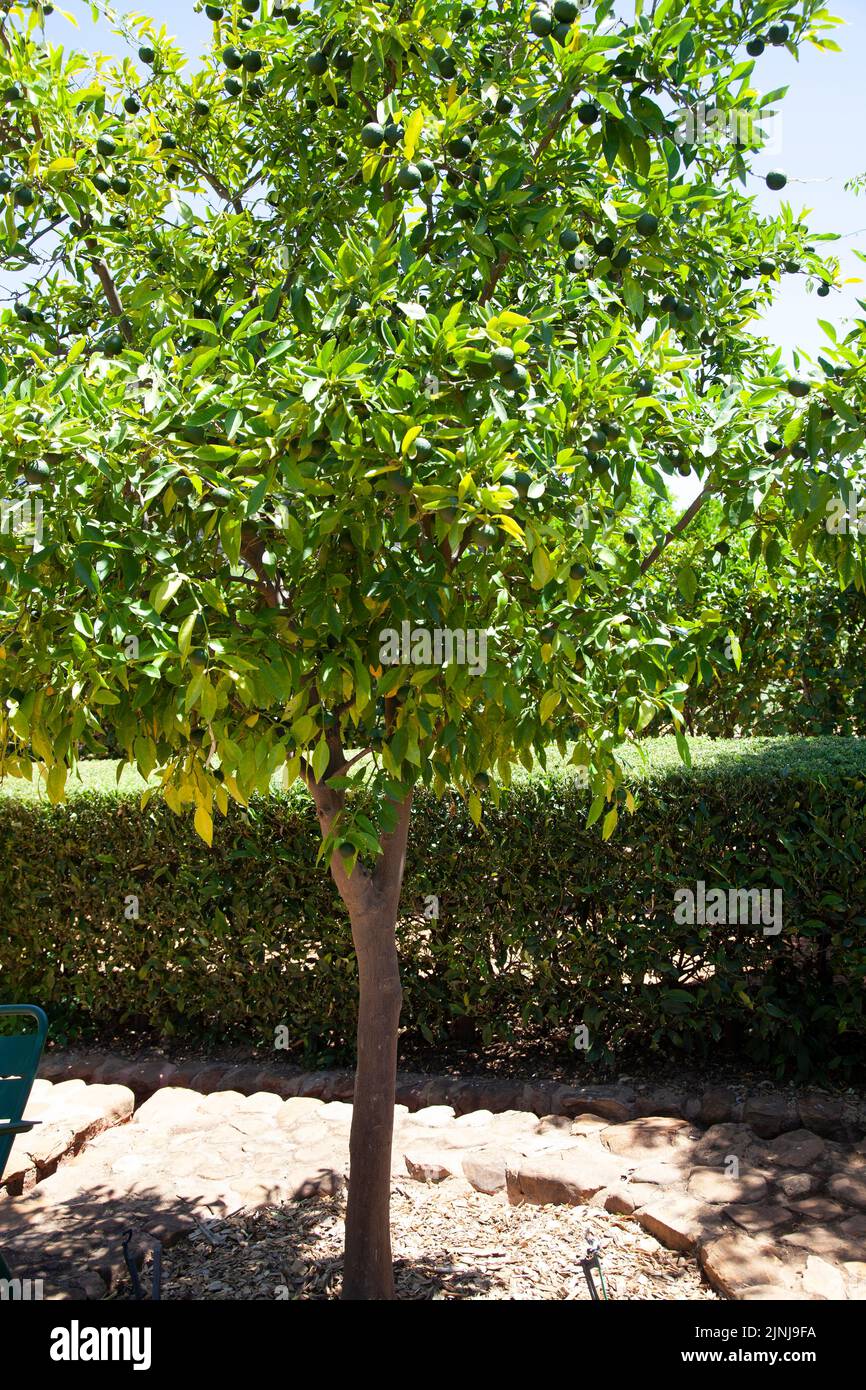 Yuzu Fruit Tree at Babylonstoren Garden at Simondium in Western Cape