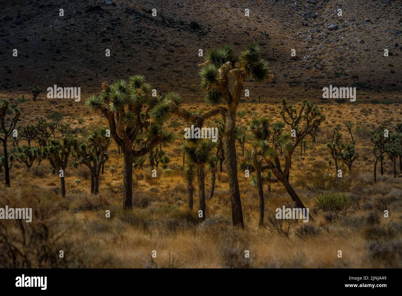 A closeup of small Joshua trees at the National Park in Southeastern California Stock Photo