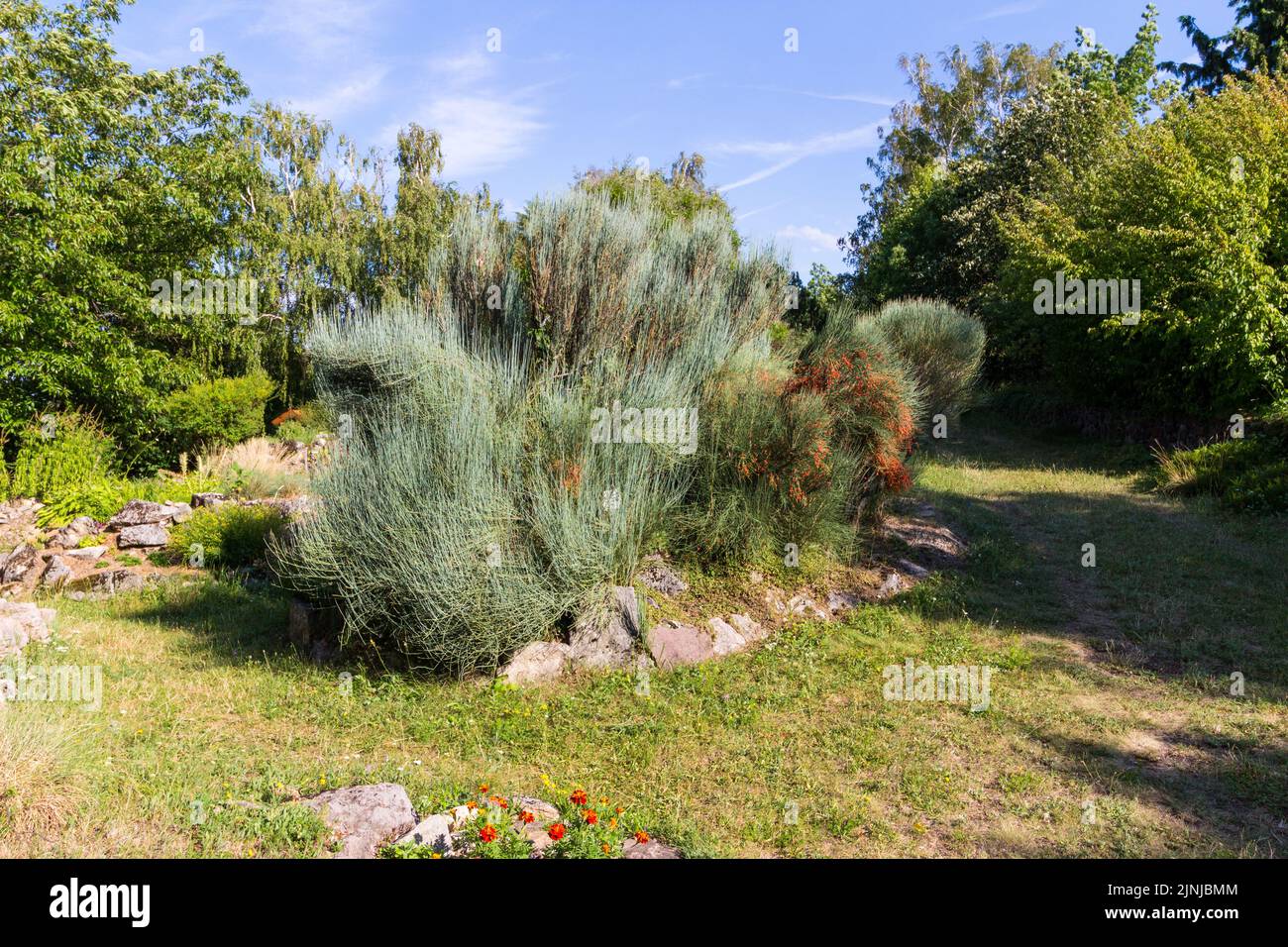 Joint pine (Ephedra fragilis Desf. ssp. campylopoda Aschers) in summer in Botanic Garden of University of Sopron, Hungary Stock Photo