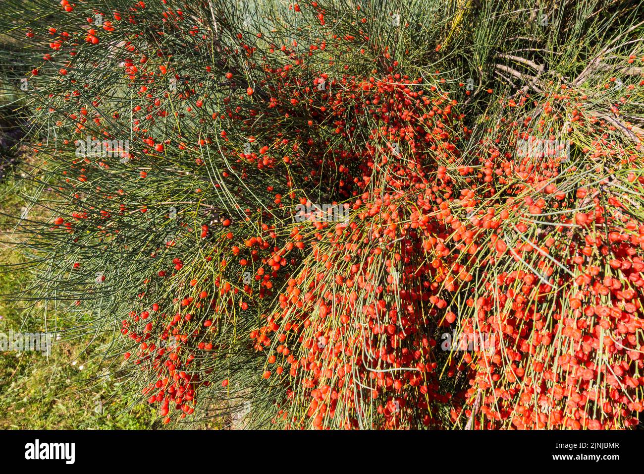 Joint pine (Ephedra fragilis Desf. ssp. campylopoda Aschers) fruits berries in summer in Botanic Garden of University of Sopron, Hungary Stock Photo