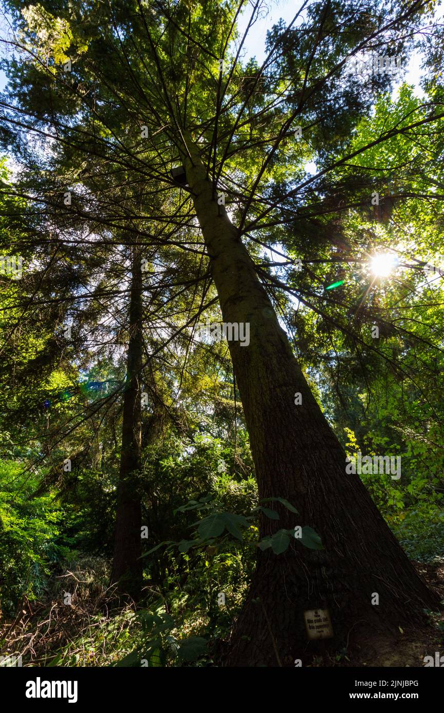 Grand fir (Abies grandis Lindley) tree in Botanic Garden of University of Sopron, Hungary Stock Photo