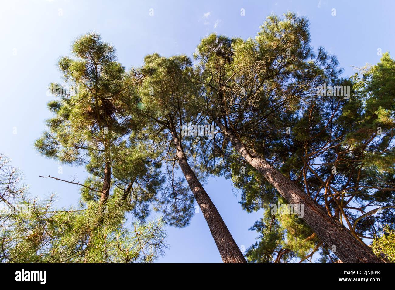 Maritime pine or cluster pine (Pinus pinaster) pine trees low angle view in Botanic Garden of University of Sopron, Hungary Stock Photo