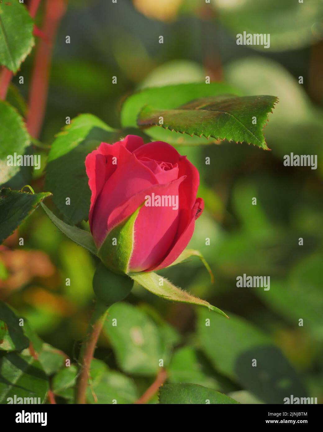 A vertical closeup shot of a double knockout red rose bud blooming in
