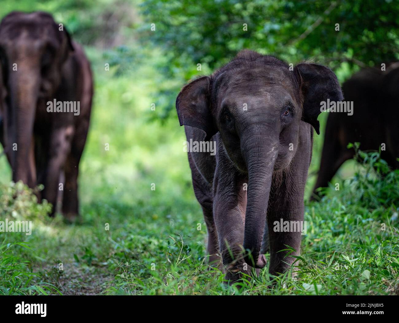 Kunming. 28th July, 2022. A baby Asian Elephant rescued by the Asian Elephant Breeding and Rescue Center in Xishuangbanna is trained for wild release in southwest China's Yunnan Province, July 28, 2022. Credit: Jiang Wenyao/Xinhua/Alamy Live News Stock Photo