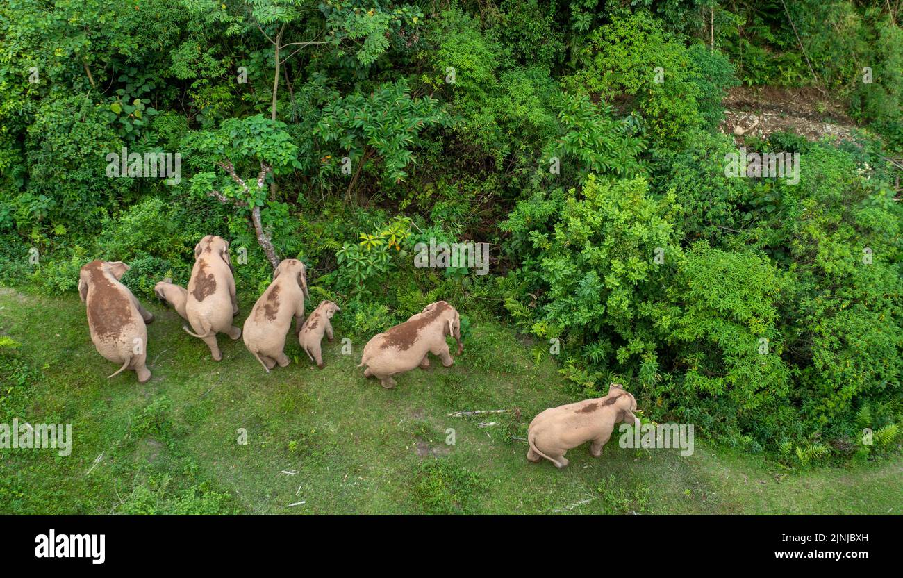 Kunming. 1st Aug, 2022. Aerial photo taken on Aug. 1, 2022 shows Asian elephants searching for food in Jiangcheng Hani and Yi Autonomous County of Pu'er, southwest China's Yunnan Province. Credit: Jiang Wenyao/Xinhua/Alamy Live News Stock Photo