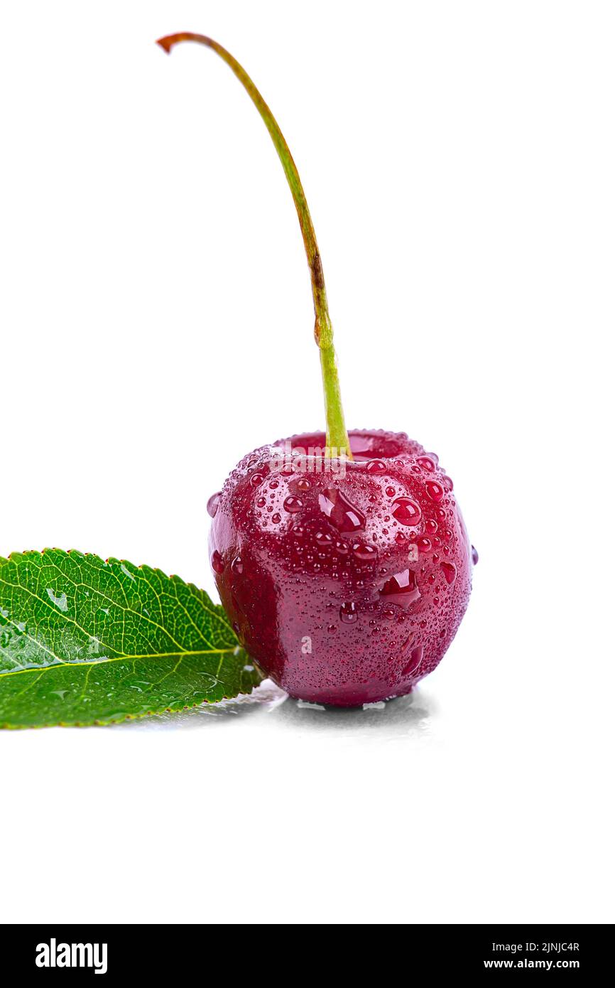Ripe cherry in drops of water, isolated on a white background, macro