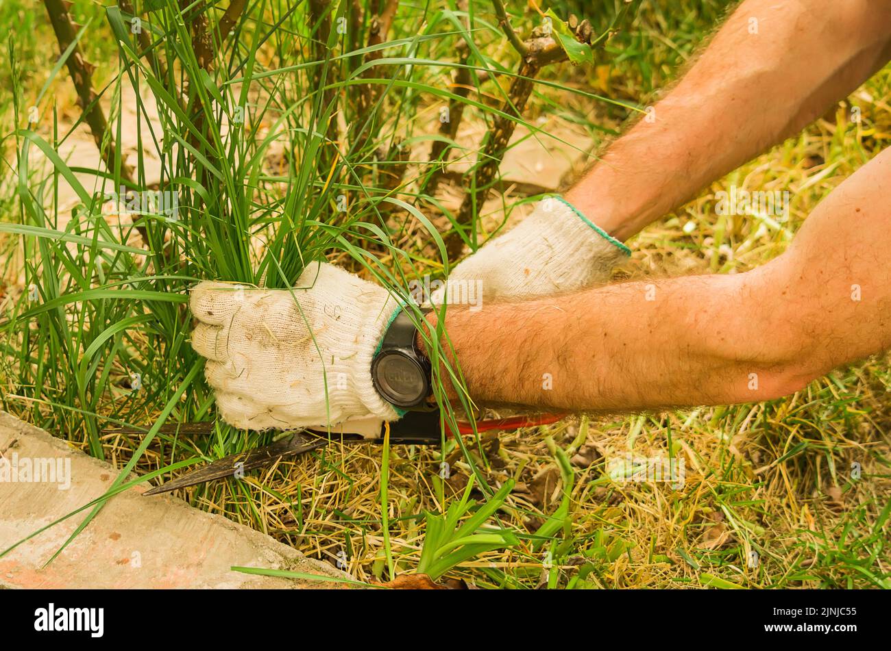 Manual hand grass cutter hires stock photography and images Alamy