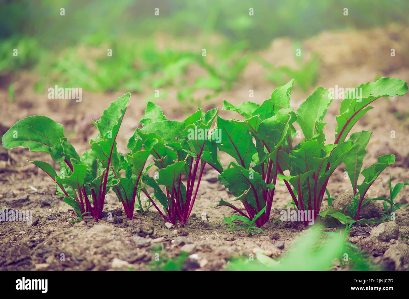 Young fresh beet leaves. Beetroot plants in a row from a close distance