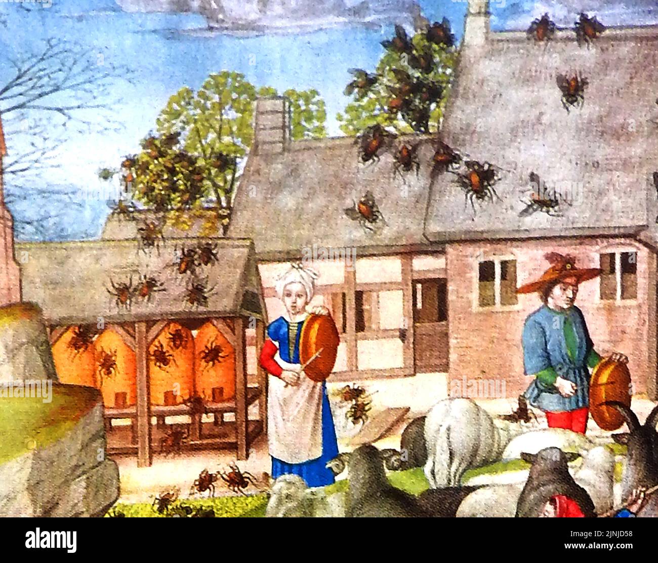 An early British colour illustration of beekeepers on a medieval farm banging tin pans in a belief that it would make the swarm settle plaited straw skeps (hives) provided for them. in the new. Stock Photo