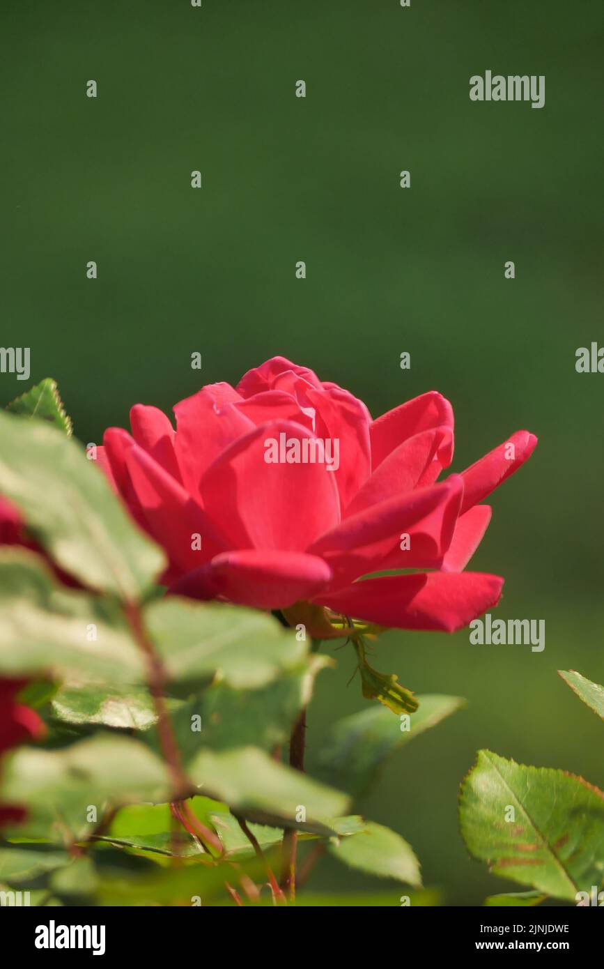 A vertical shot of a fully bloomed double knockout red rose in the
