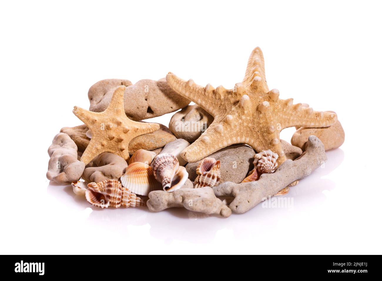 Some shells from the ocean isolated on white background. Natural materials. Stock Photo