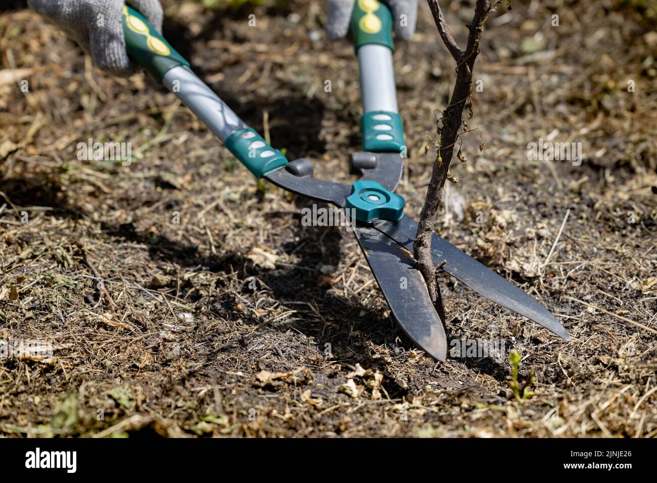 garden shears cut a dry branch in the garden. High quality photo Stock Photo Alamy