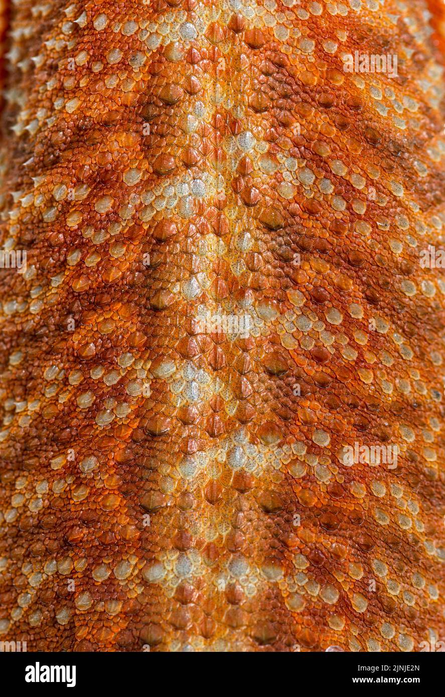 Details, macro of reptile scales of Pogona, agame barbu Stock Photo