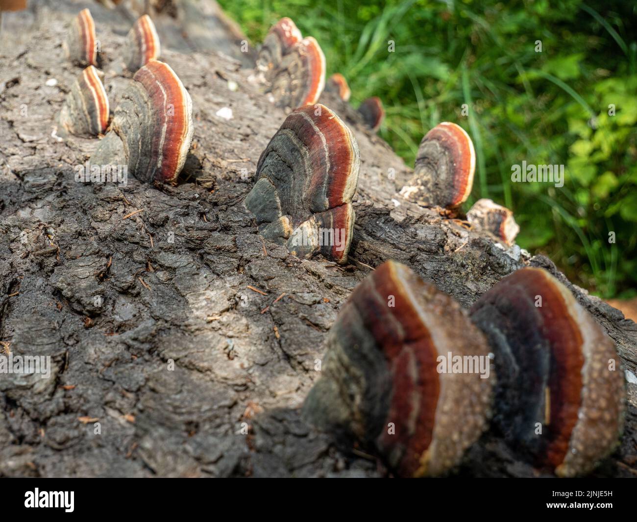 mushrooms on a fallen log Stock Photo