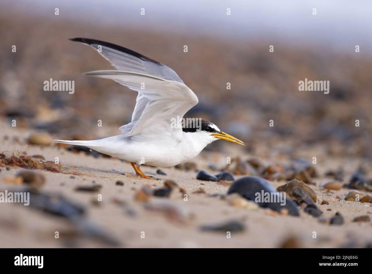 Little Tern (Sterna albifrons) Winterton Norfolk GB UK August 2022 Stock Photo