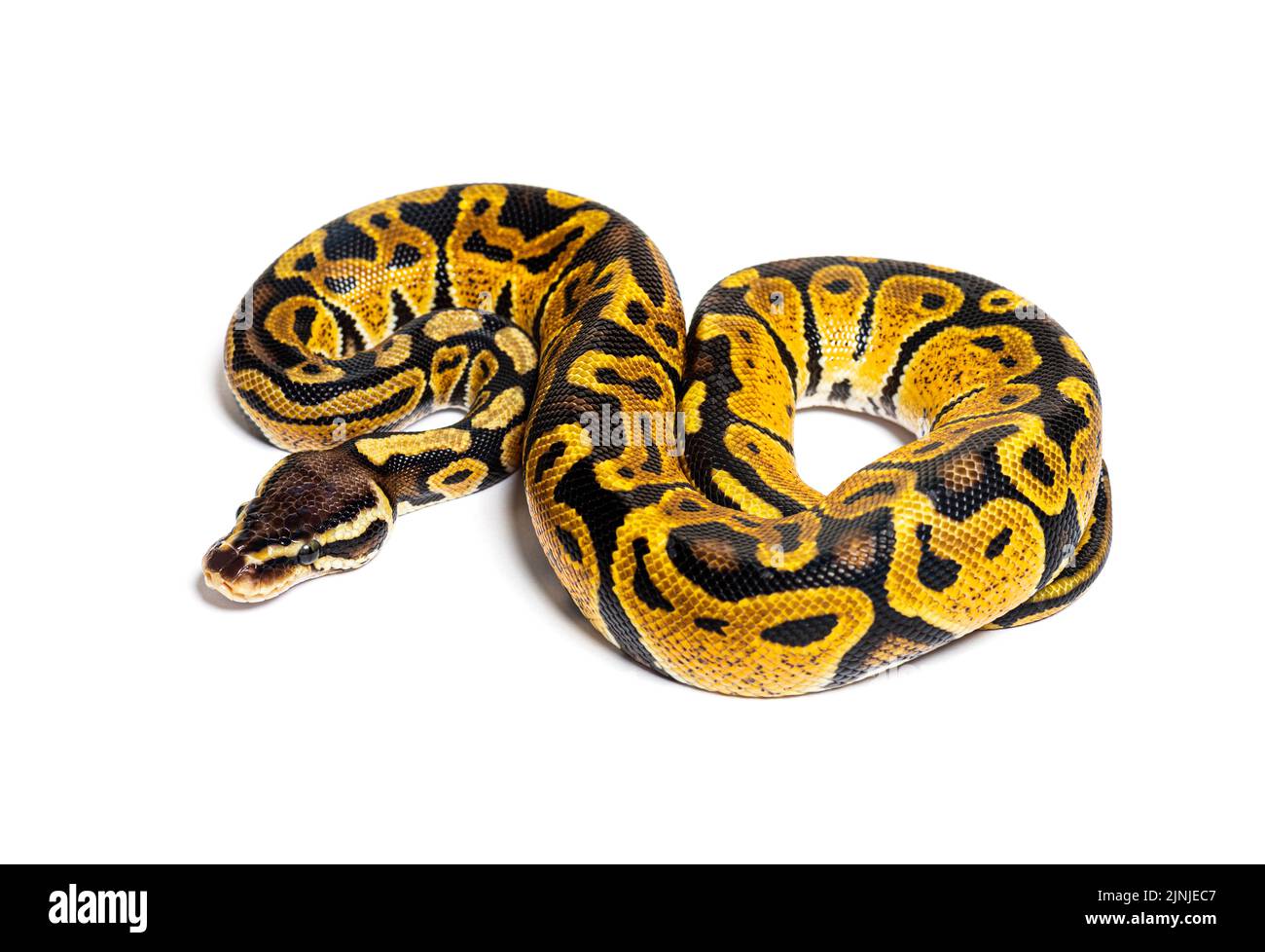 Pastel ball python, Python Regius, isolated on white Stock Photo