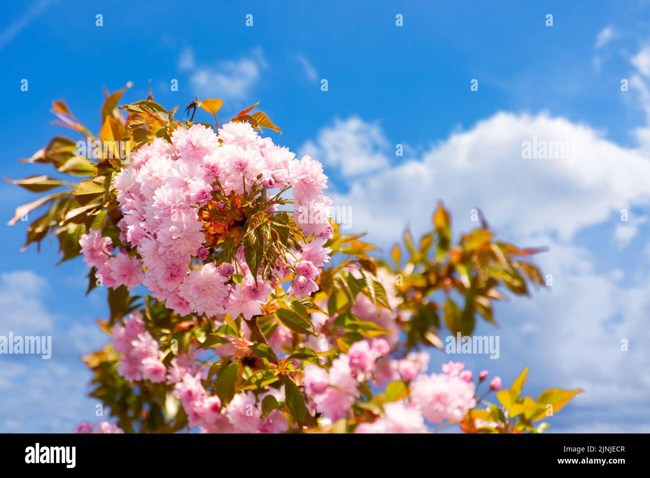 sakura blossom in april. branches of tree with pink flowers beneath a blue sky. beautiful floral nature background in the springtime garden Stock Photo