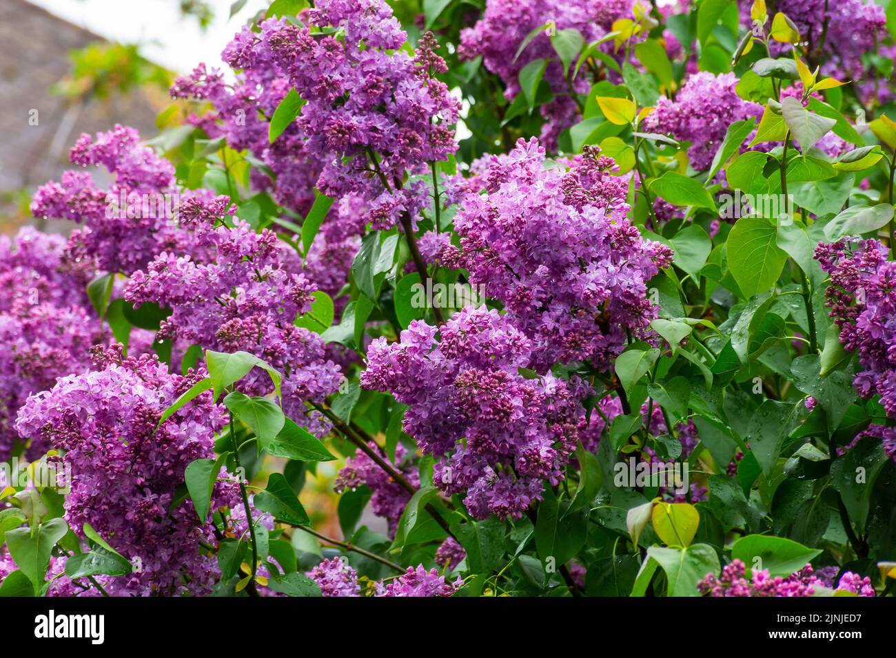 purple lilac shrub blossoms in spring. Beautiful floral nature wallpaper in the green garden Stock Photo
