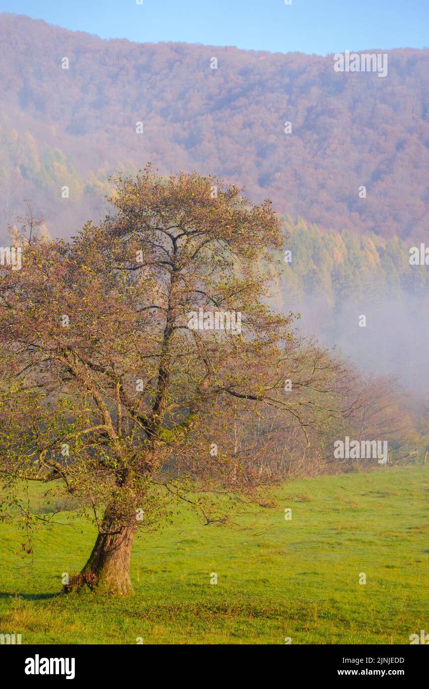foggy carpathian landscape in morning light. autumnal nature scenery at sunrise. trees behind the grassy pasture in mist. mysterious countryside adven Stock Photo