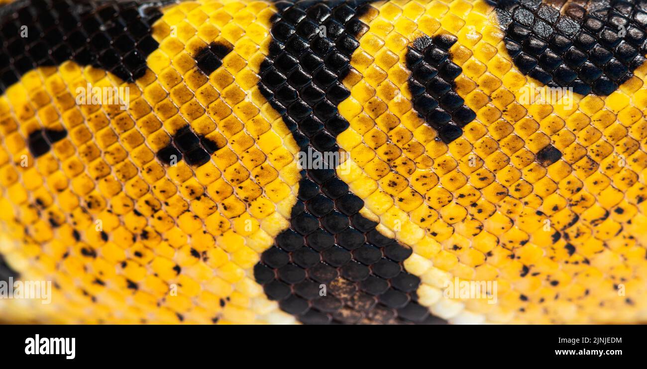 Detail macro of a Pastel ball python scales, Python Regius, isolated on white Stock Photo