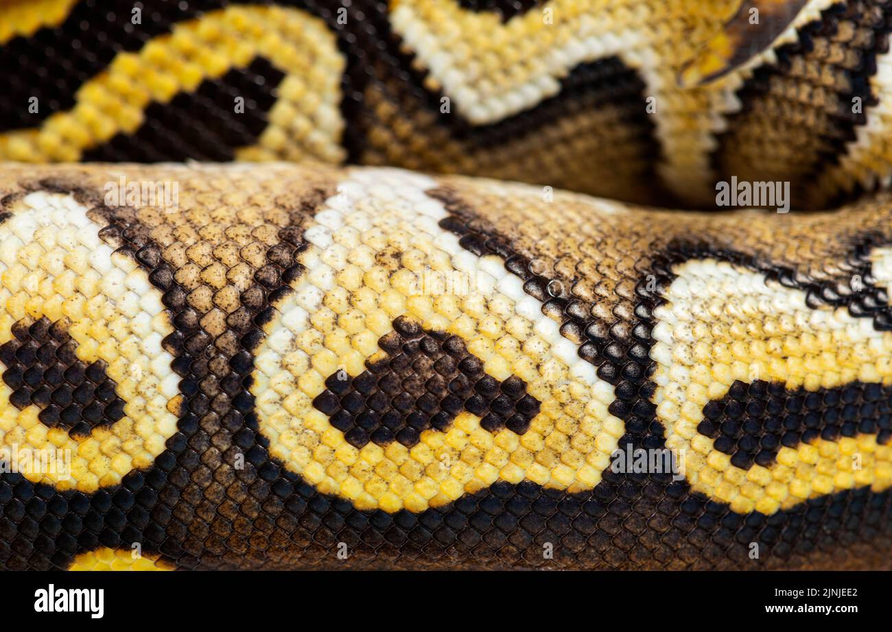 macro on Pastel AVC ball python scales, Python Regius, isolated on white Stock Photo