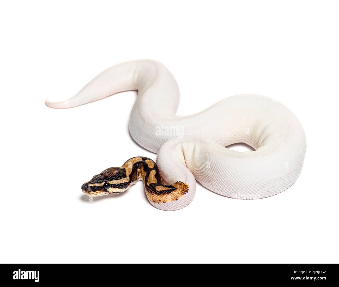Piebald high white ball python, python regius, isolated on white Stock ...