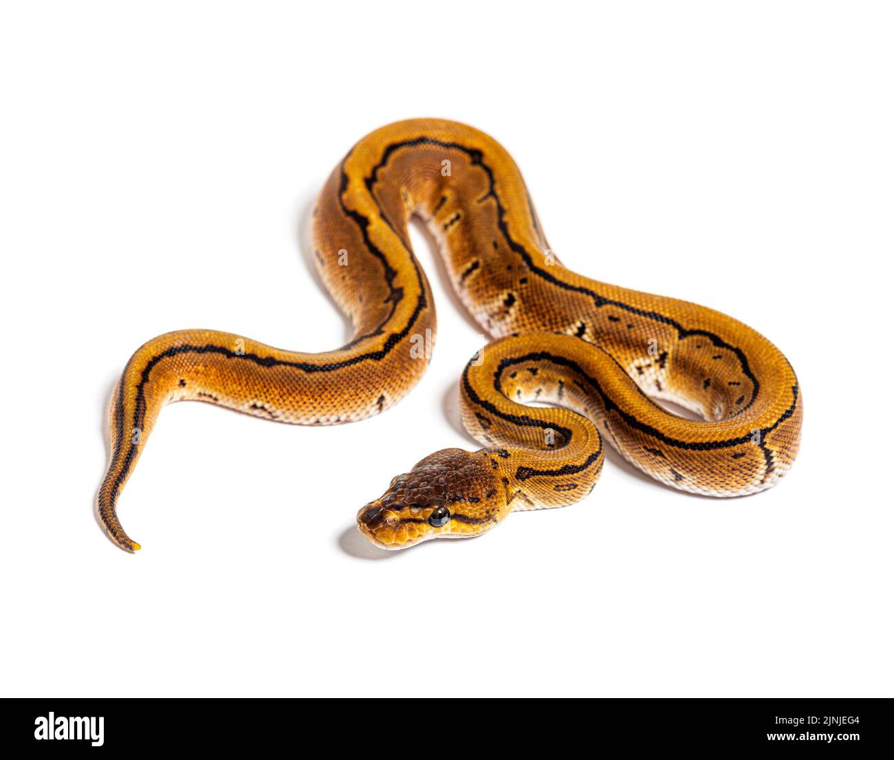 Pinstripe ball python, python regius, isolated on white Stock Photo - Alamy
