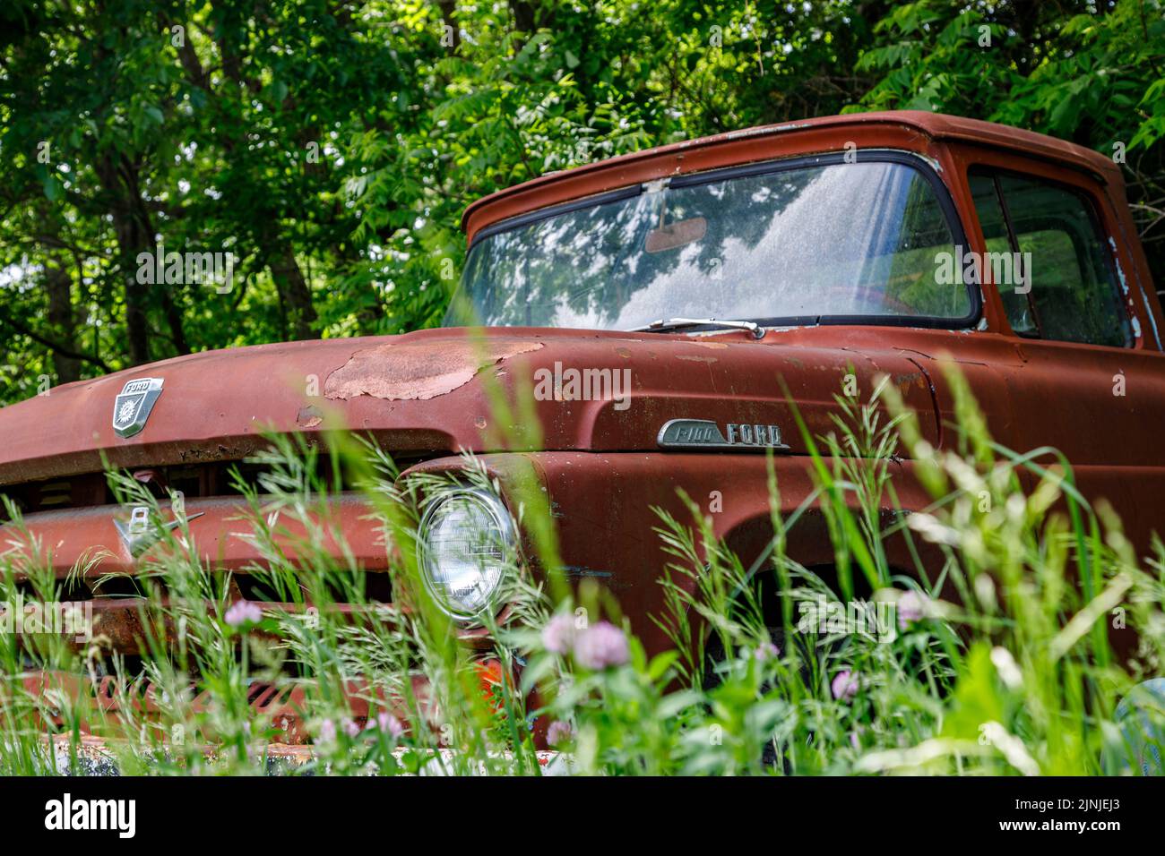 A view of an old ford truck among the plants in the forest Stock Photo
