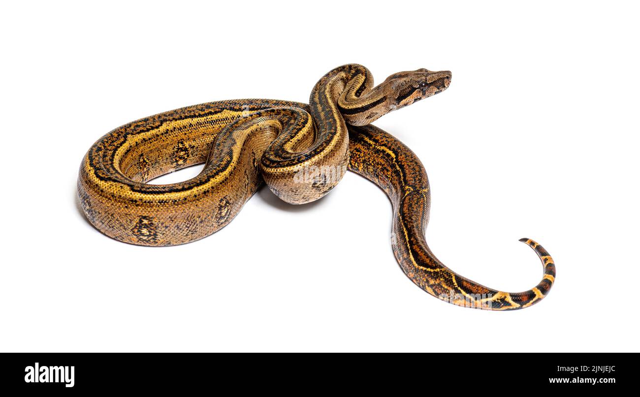 Black stripe boa constrictor, isolated on white Stock Photo - Alamy