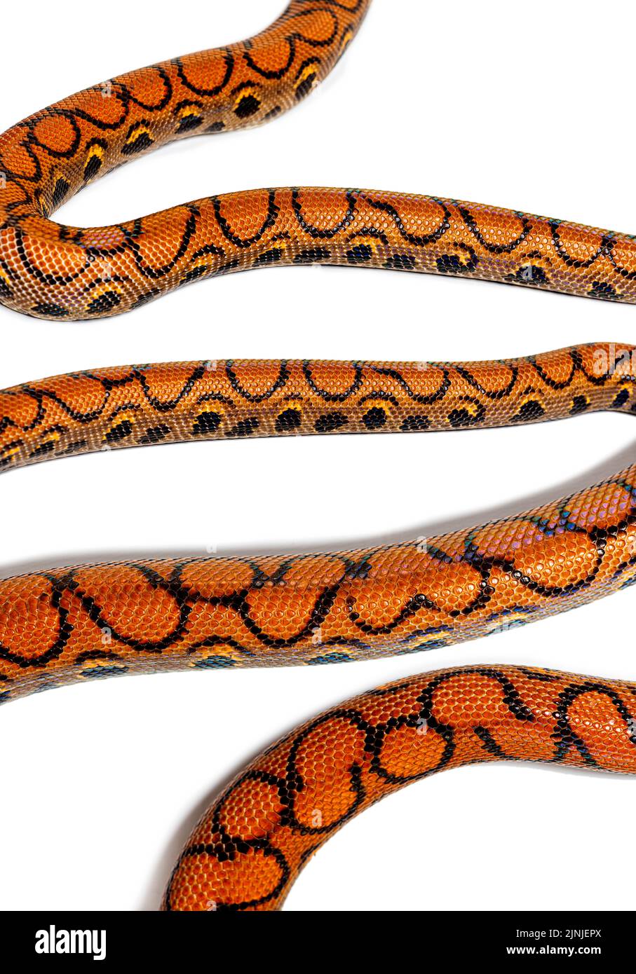 High view of Rainbow boa snake body, Epicrates cenchria, isolated on white Stock Photo