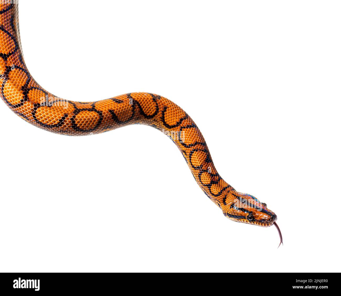 Rainbow boa sniffing tongue out, Epicrates cenchria, isolated on white Stock Photo