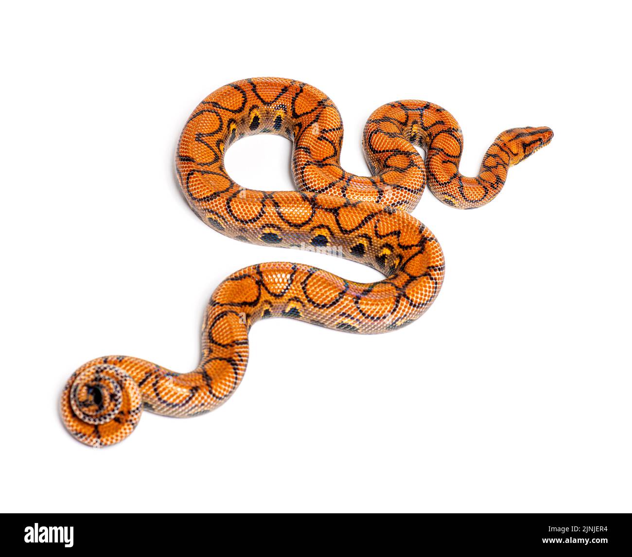 Back view of a Rainbow boa, Epicrates cenchria, isolated on white Stock Photo