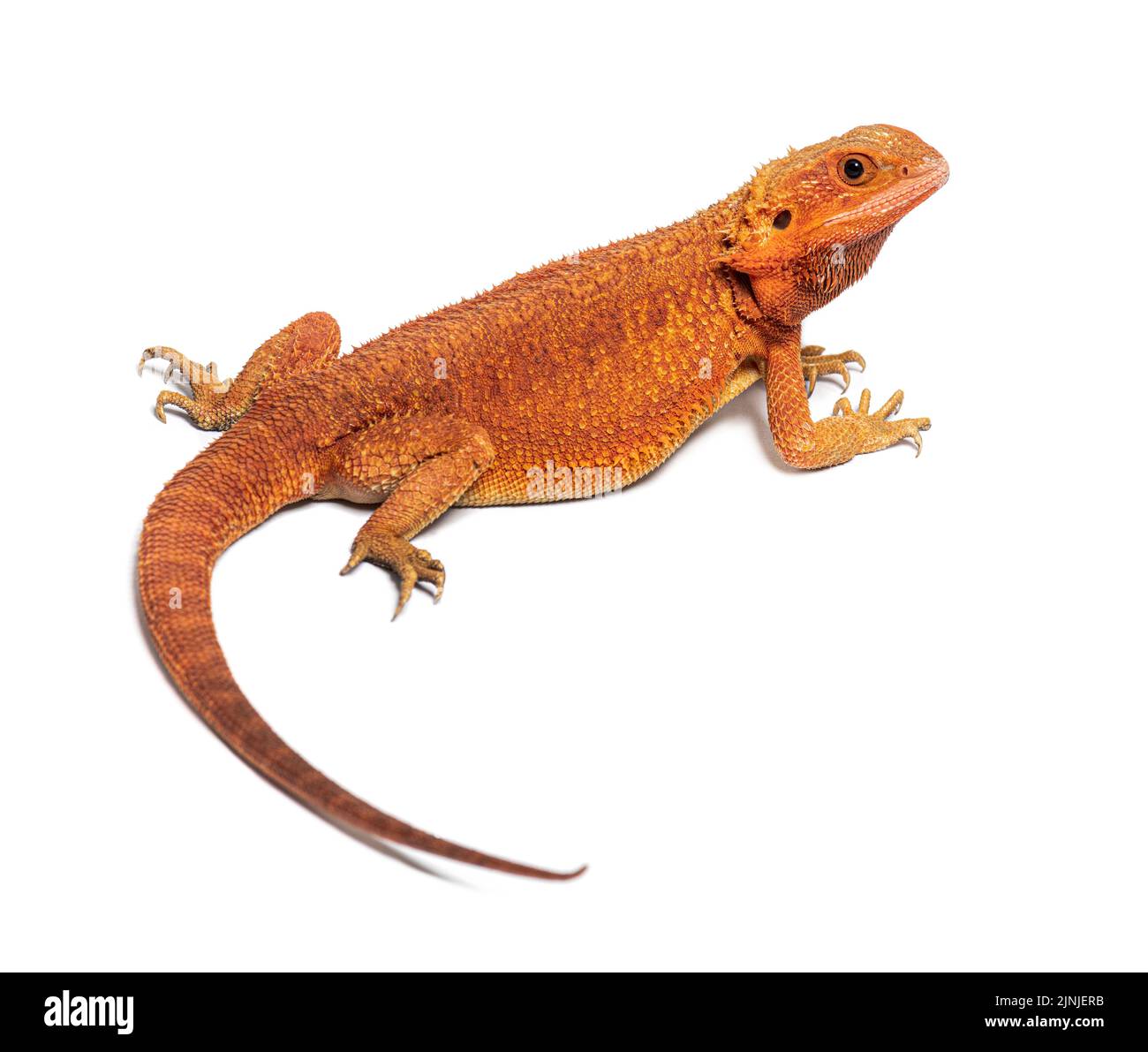 back profile view of a pogona super extrem red super transparent