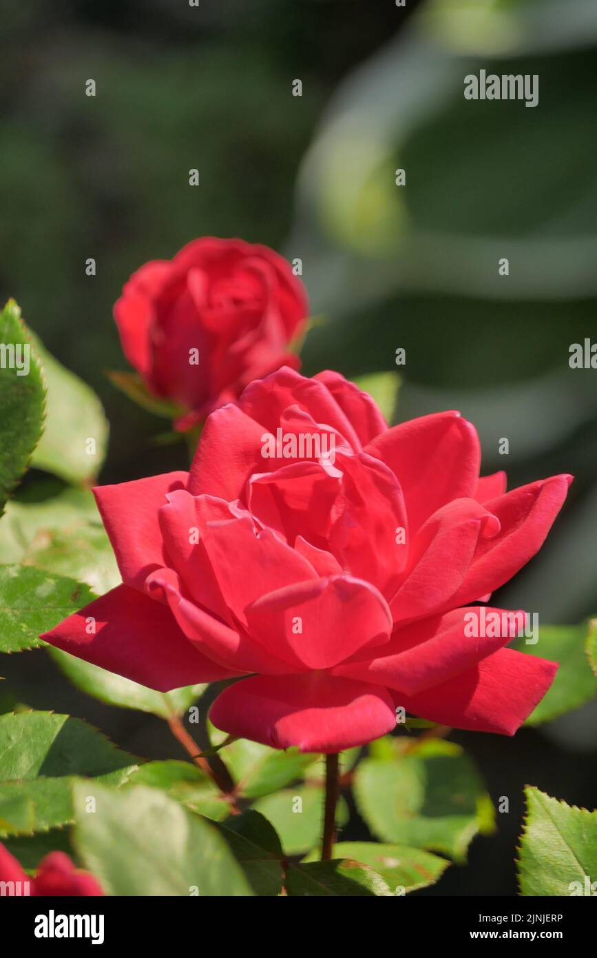 A vertical closeup shot of fully bloomed double knockout red roses in
