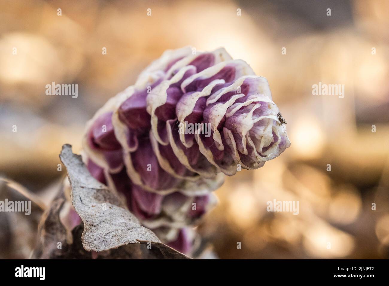 A common toothwort in selective shot with dry leaves blurred in the background Stock Photo