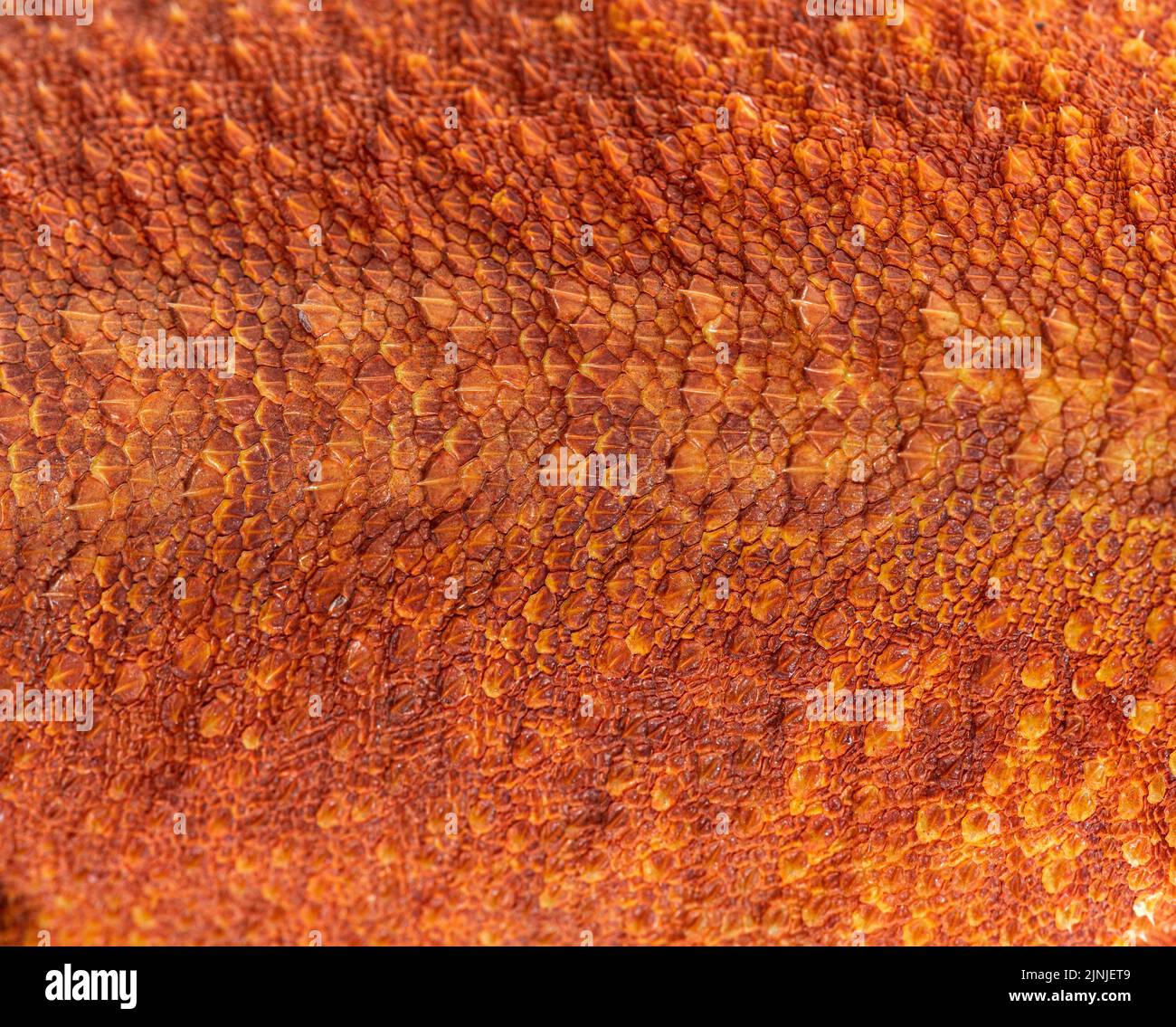 Macro view on pogona super extrem red super transparent scales, skin