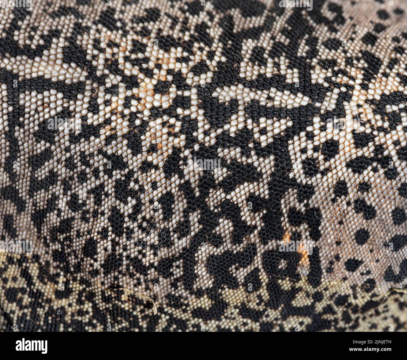 Scales details of a Sauromalus ater - common chuckwalla, macro photography Stock Photo