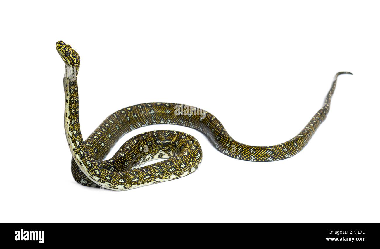 Diamond python moving up, Morelia spilota spilota, isolated on white ...