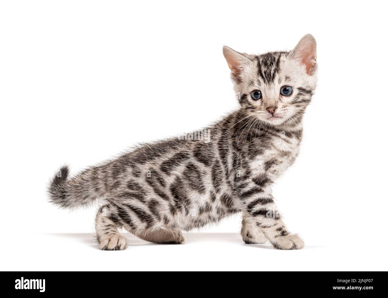 Profile view of a Bengal cat kitten, isolated on white Stock Photo