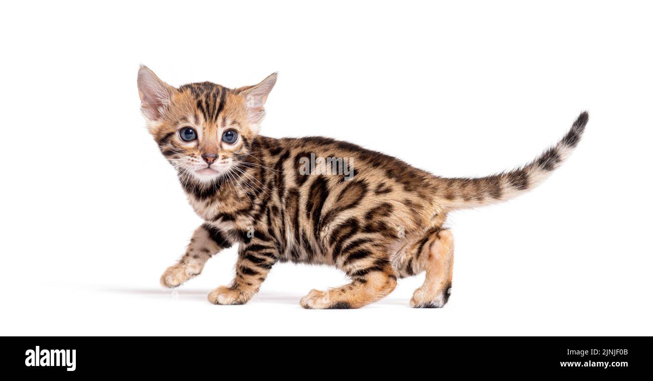 Profile view of a Bengal cat kitten, isolated on white Stock Photo